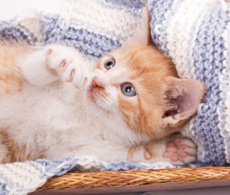 10 Reasons Why Cats Make Better Pets Than Dogs