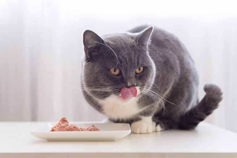 7 Things People Do That Cats Hate